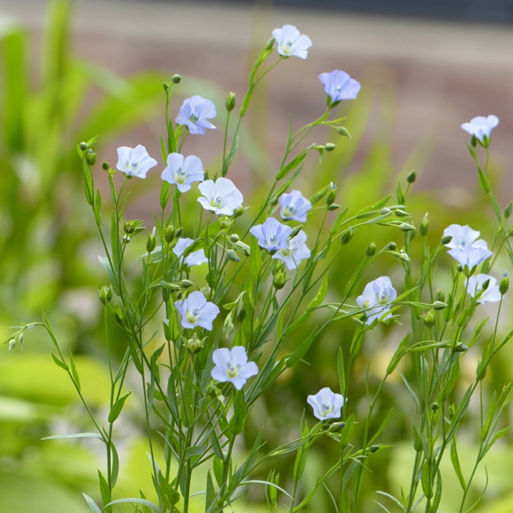 Linum usitatissimum Skyscraper (semi) - Lino comune