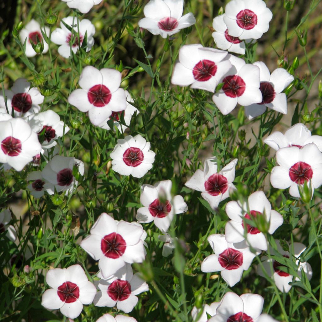 Linum grandiflorum Bright Eyes - Lino scarlatto