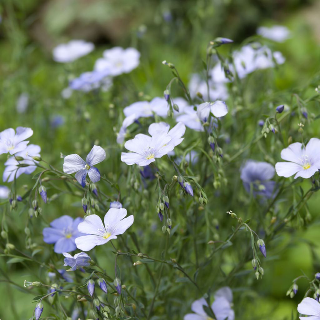 Linum perenne (semi) - Lino perenne