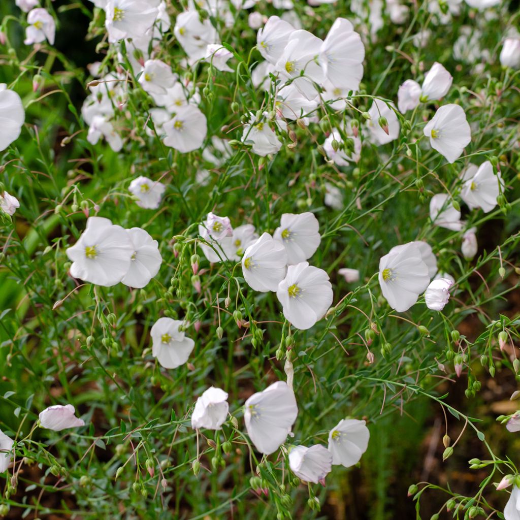 Linum perenne Album - Lino perenne