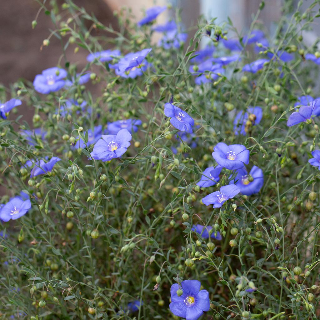 Linum perenne Saphir bleu - Lino perenne