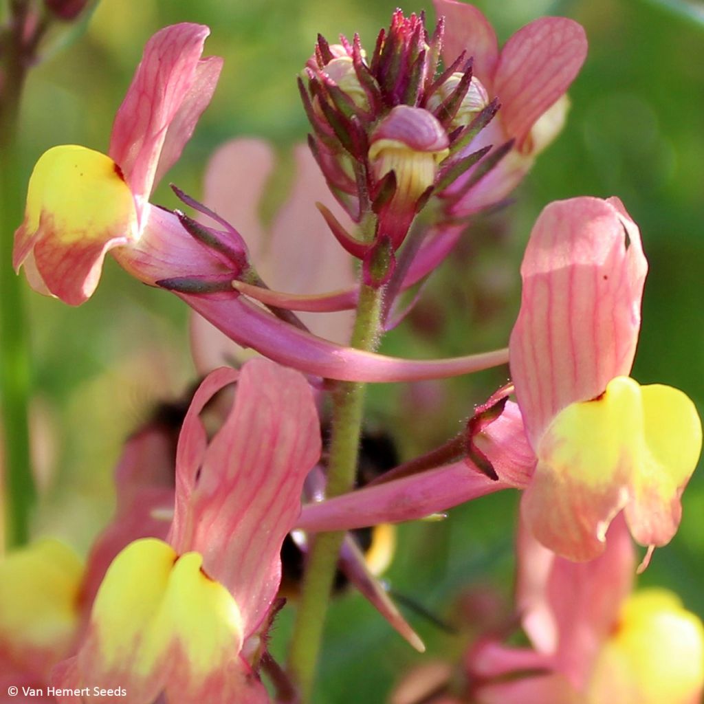 Linaria maroccana Licilia Peach