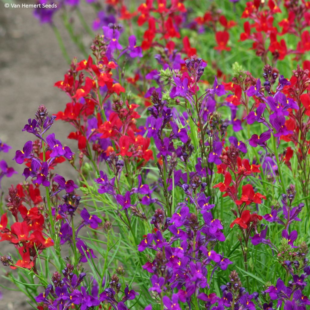 Linaria maroccana Licilia Rhythm & Blues