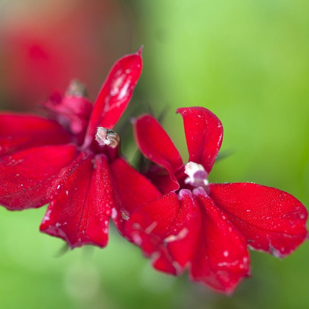 Lobelia Queen Victoria (semi)