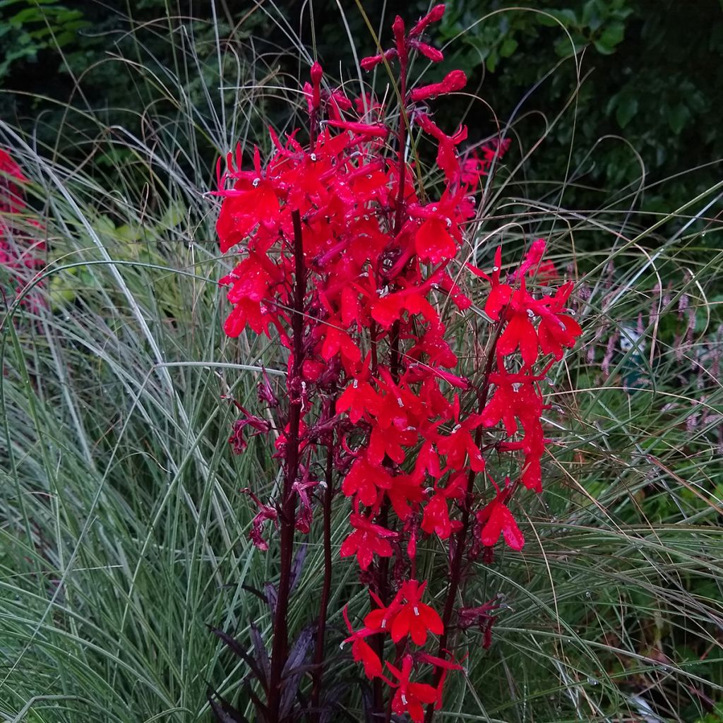 Lobelia Queen Victoria (semi)