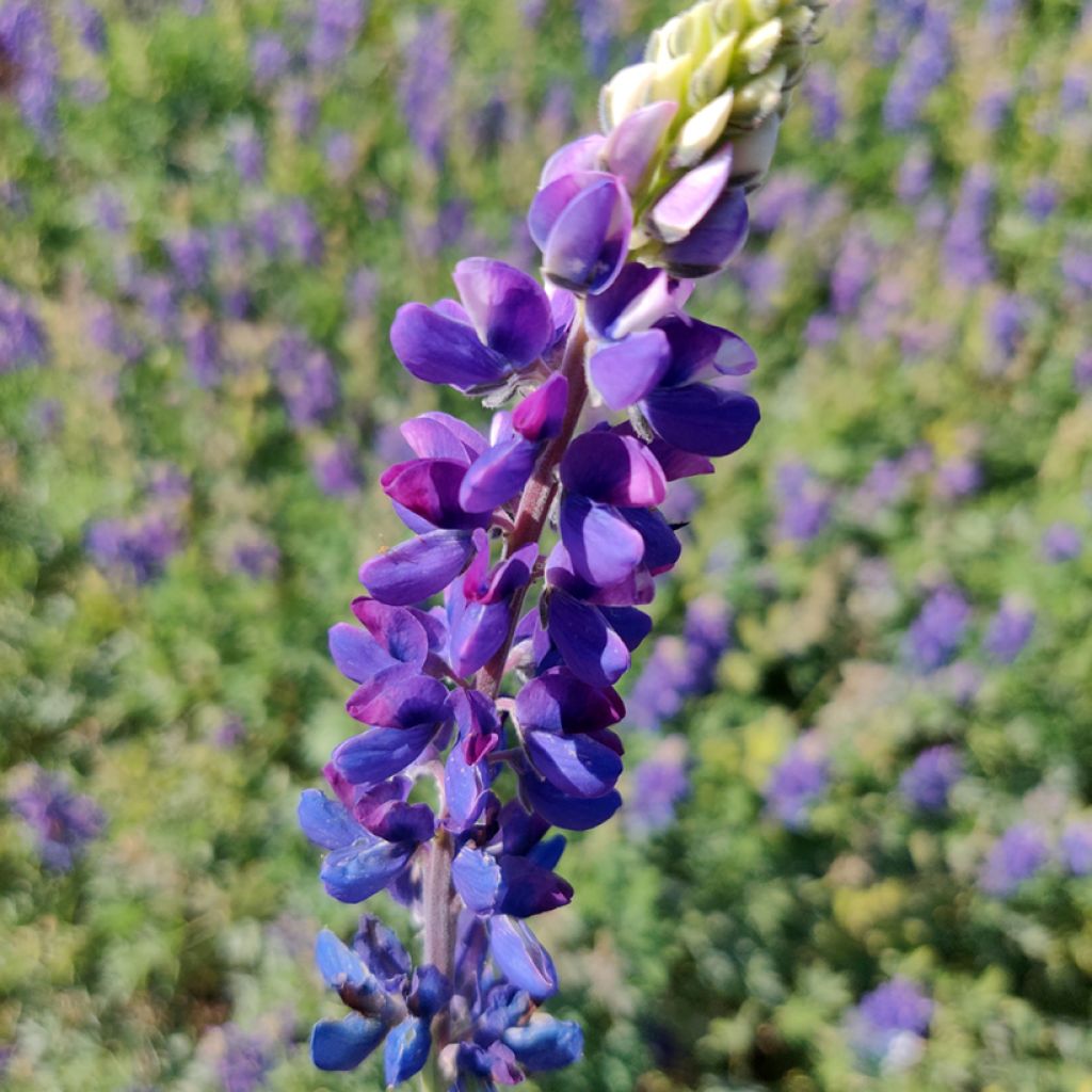 Lupinus hartwegii Avalune Blue - Lupino