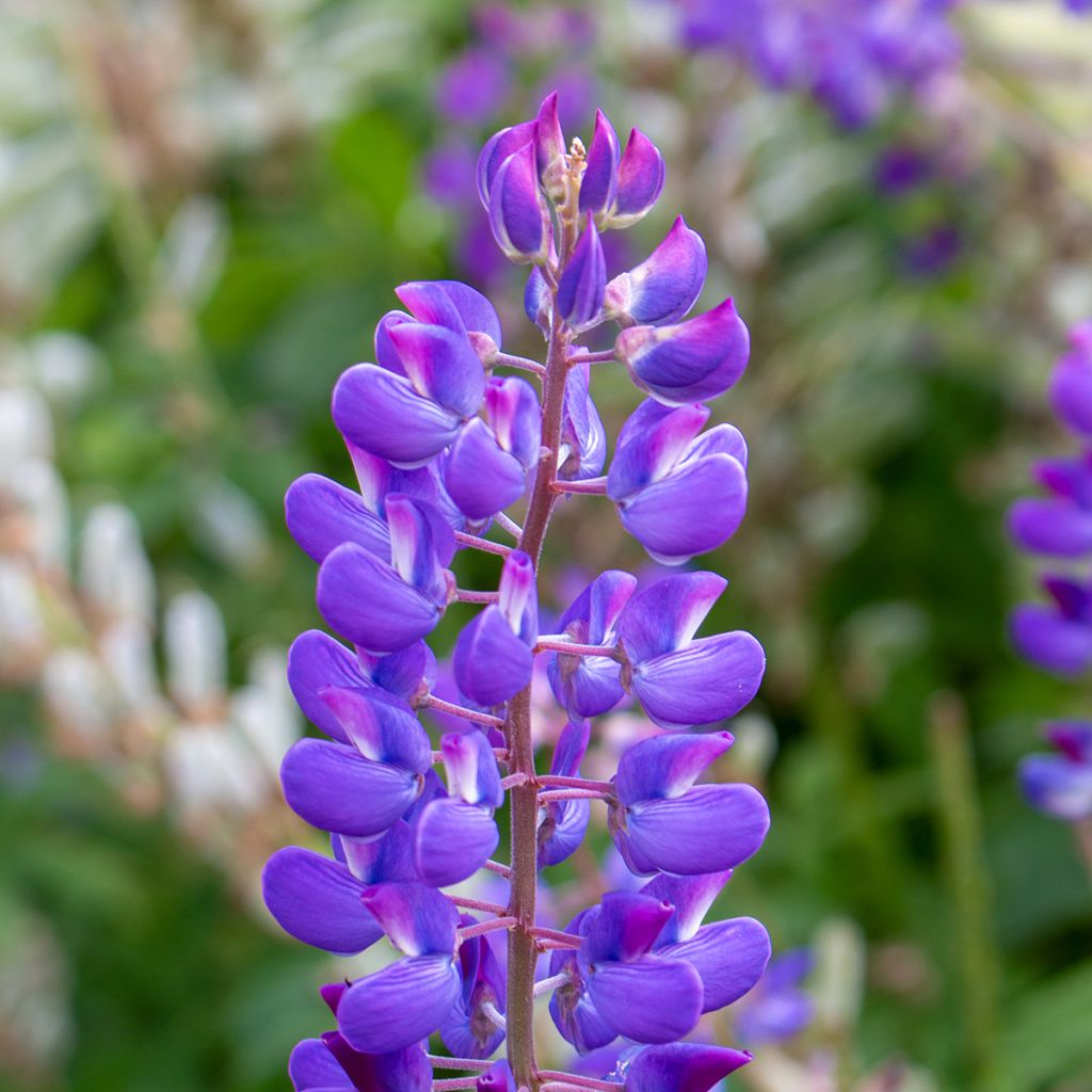 Lupinus perennis - Lupino perenne