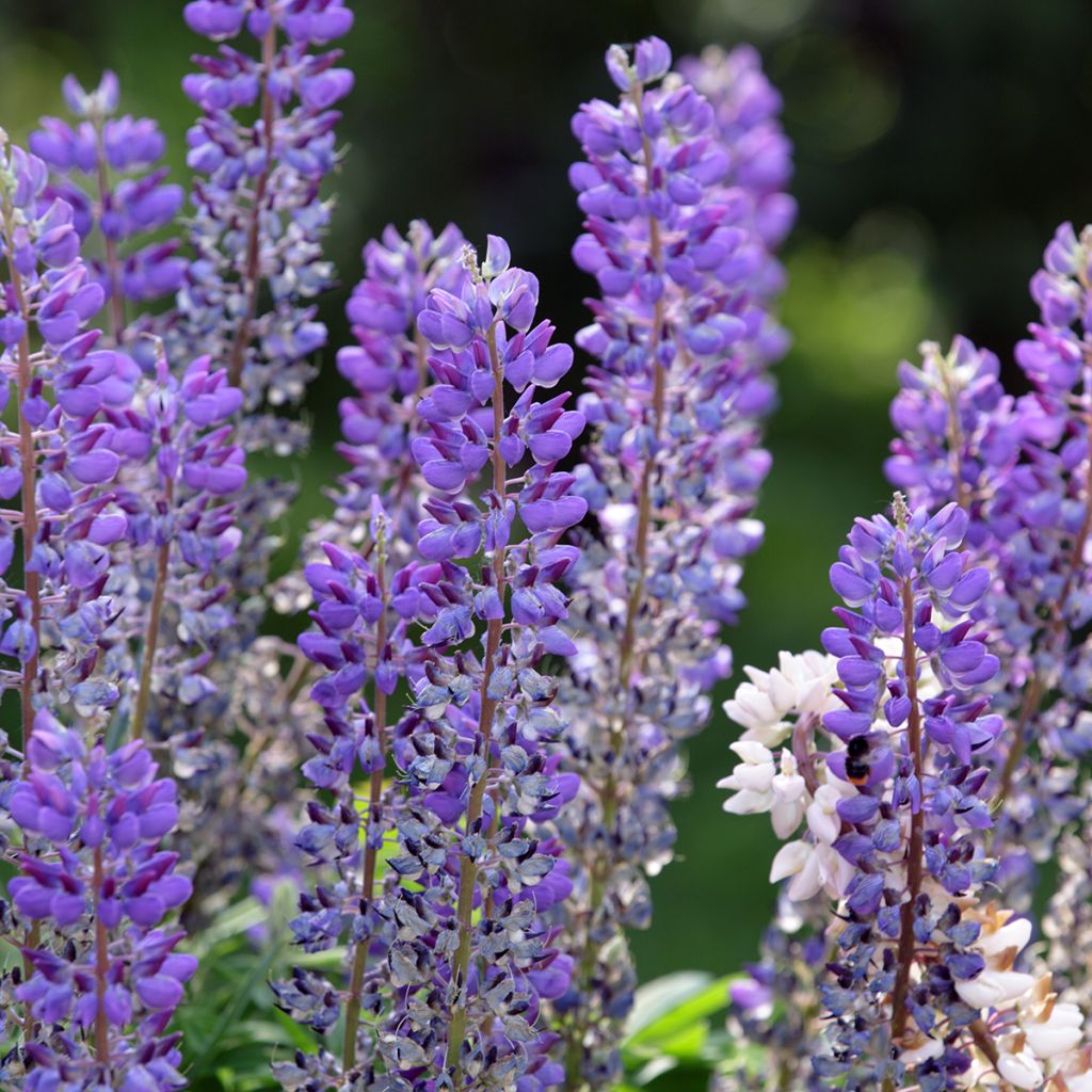 Lupinus perennis - Lupino perenne