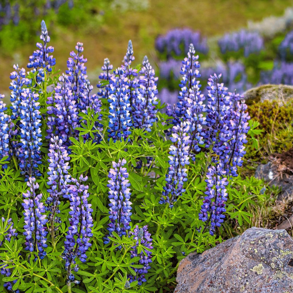 Lupinus perennis - Lupino perenne