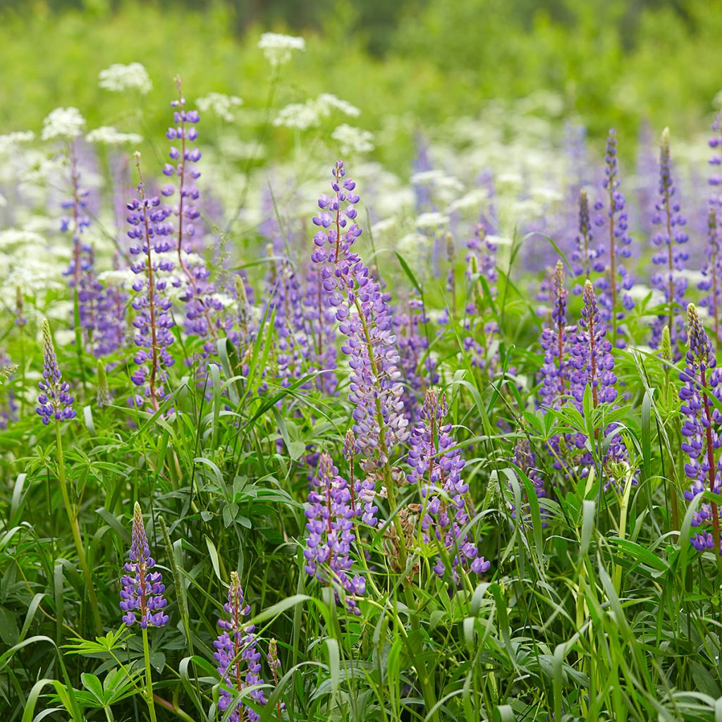 Lupinus perennis - Lupino perenne