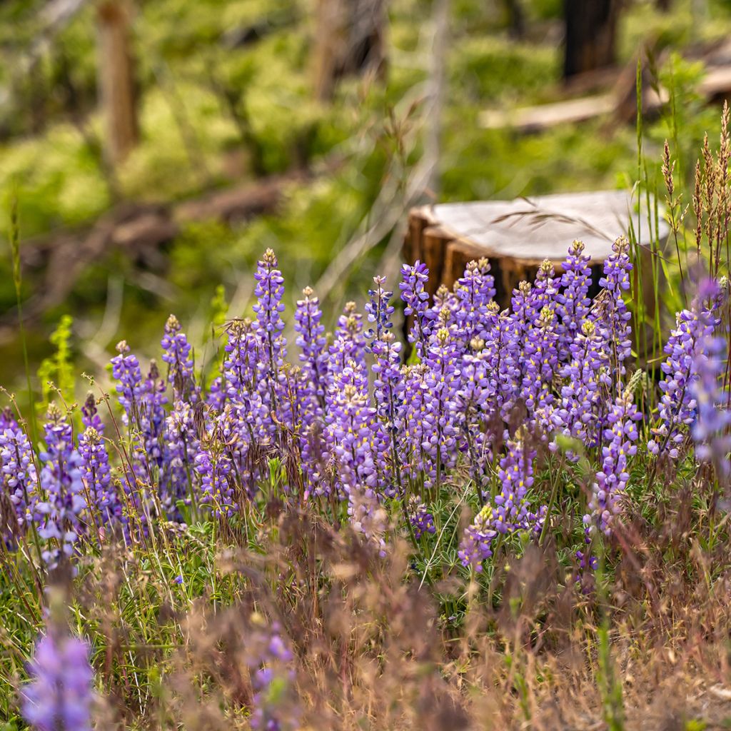 Lupinus perennis - Lupino perenne