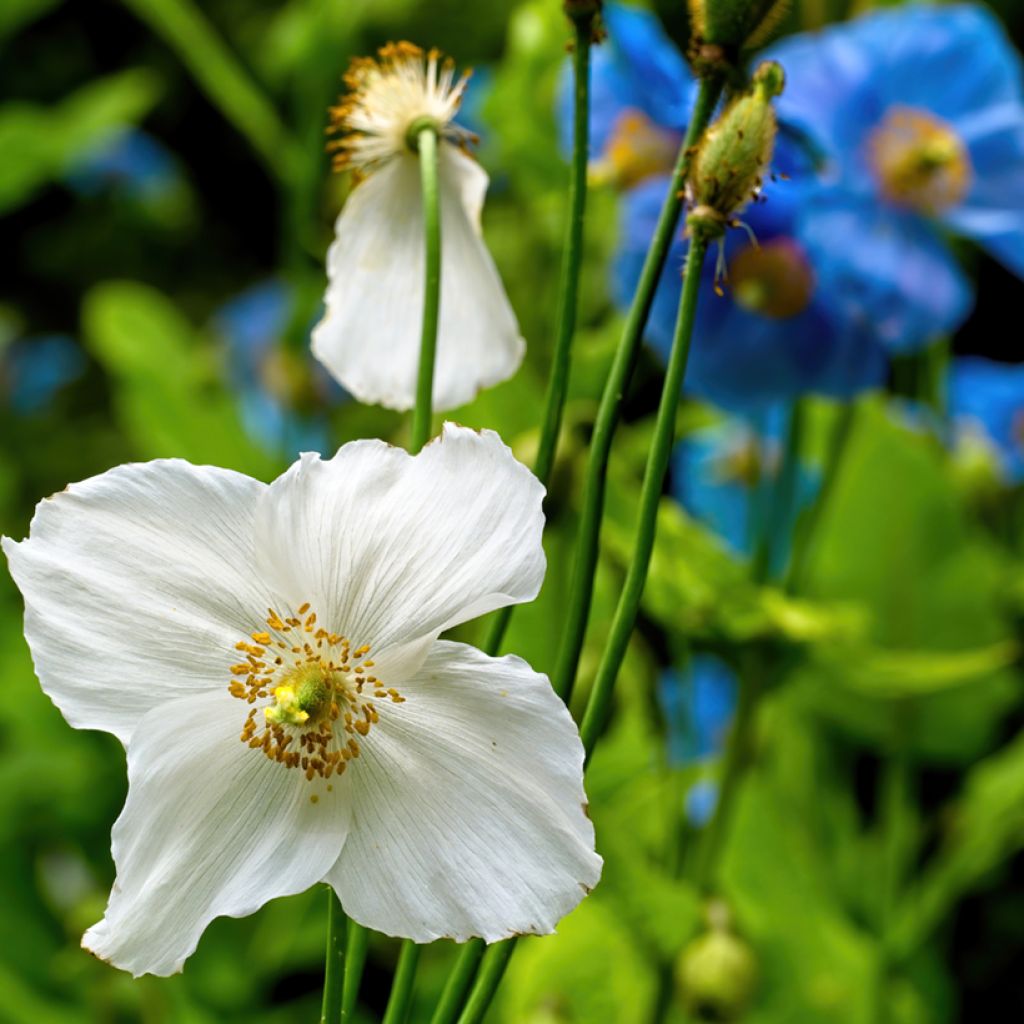 Meconopsis baileyi Alba