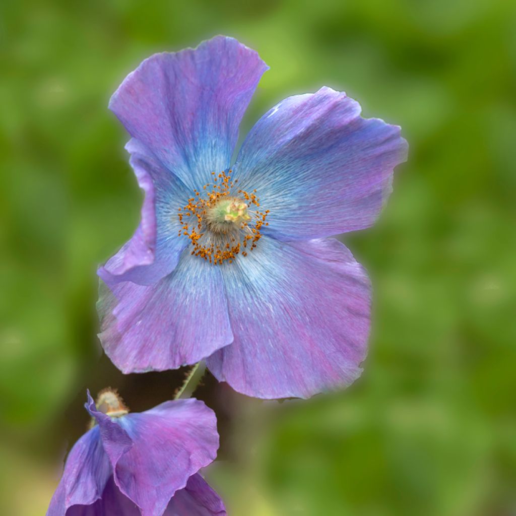 Meconopsis baileyi Hensol Violet