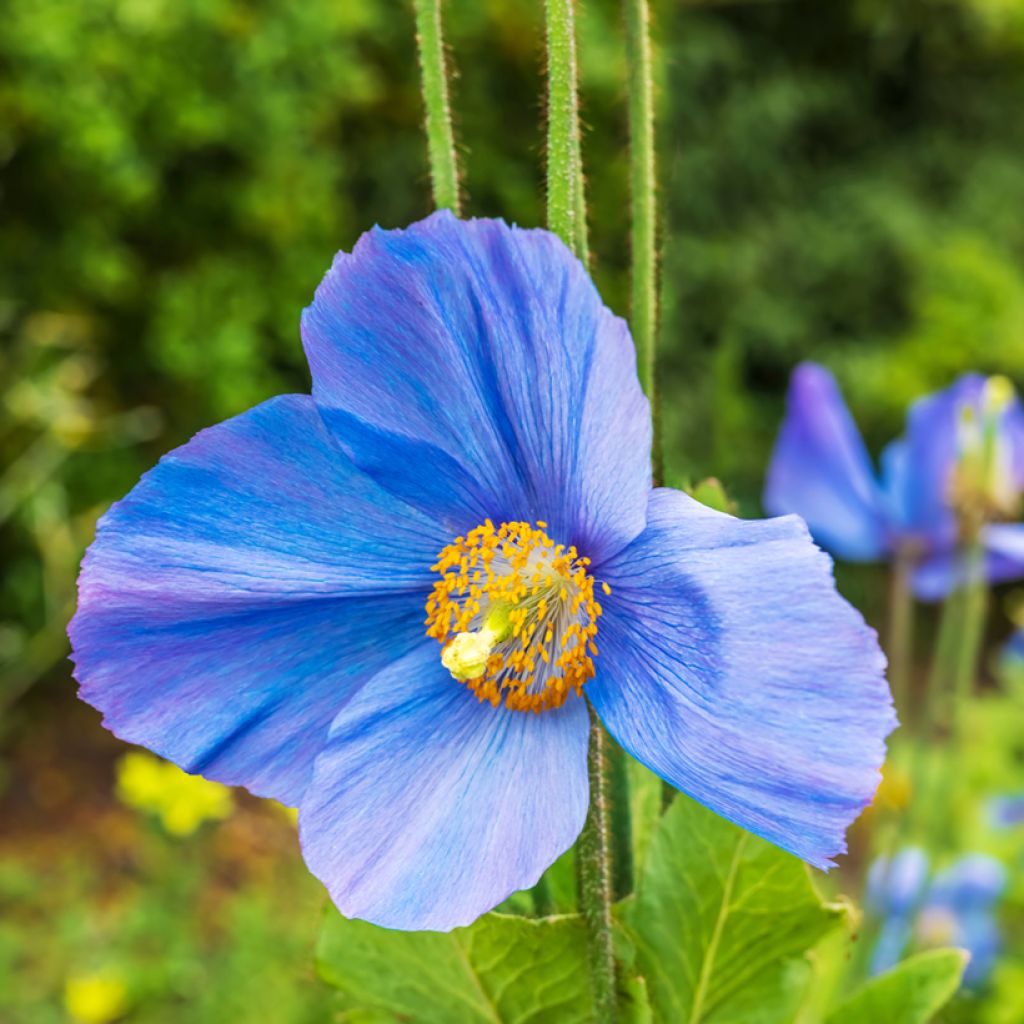 Meconopsis grandis (semi) - Papaver grande