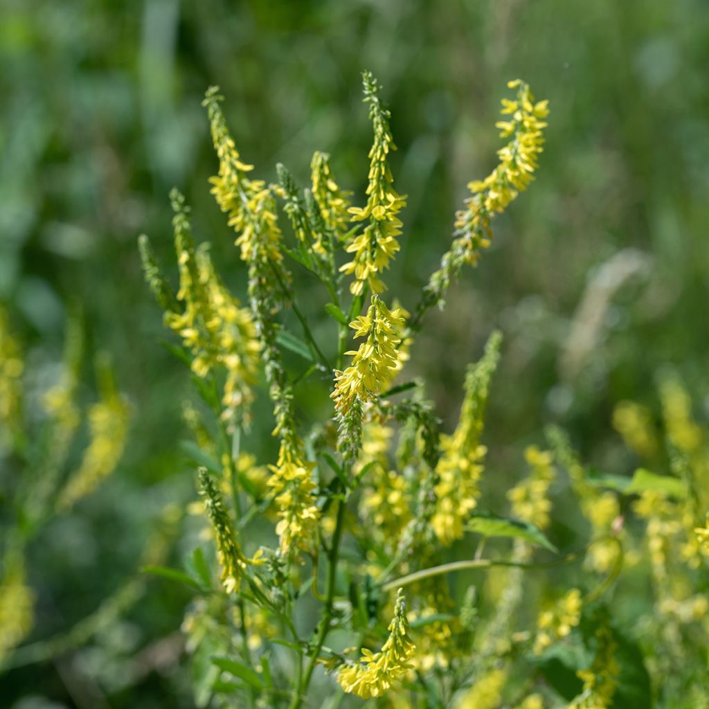 Melilotus officinalis - Meliloto comune