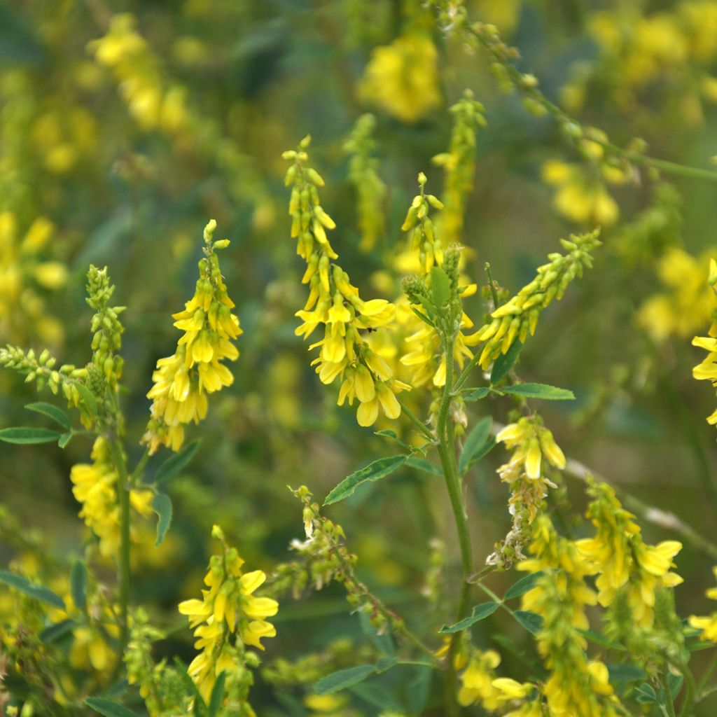 Melilotus officinalis - Meliloto comune