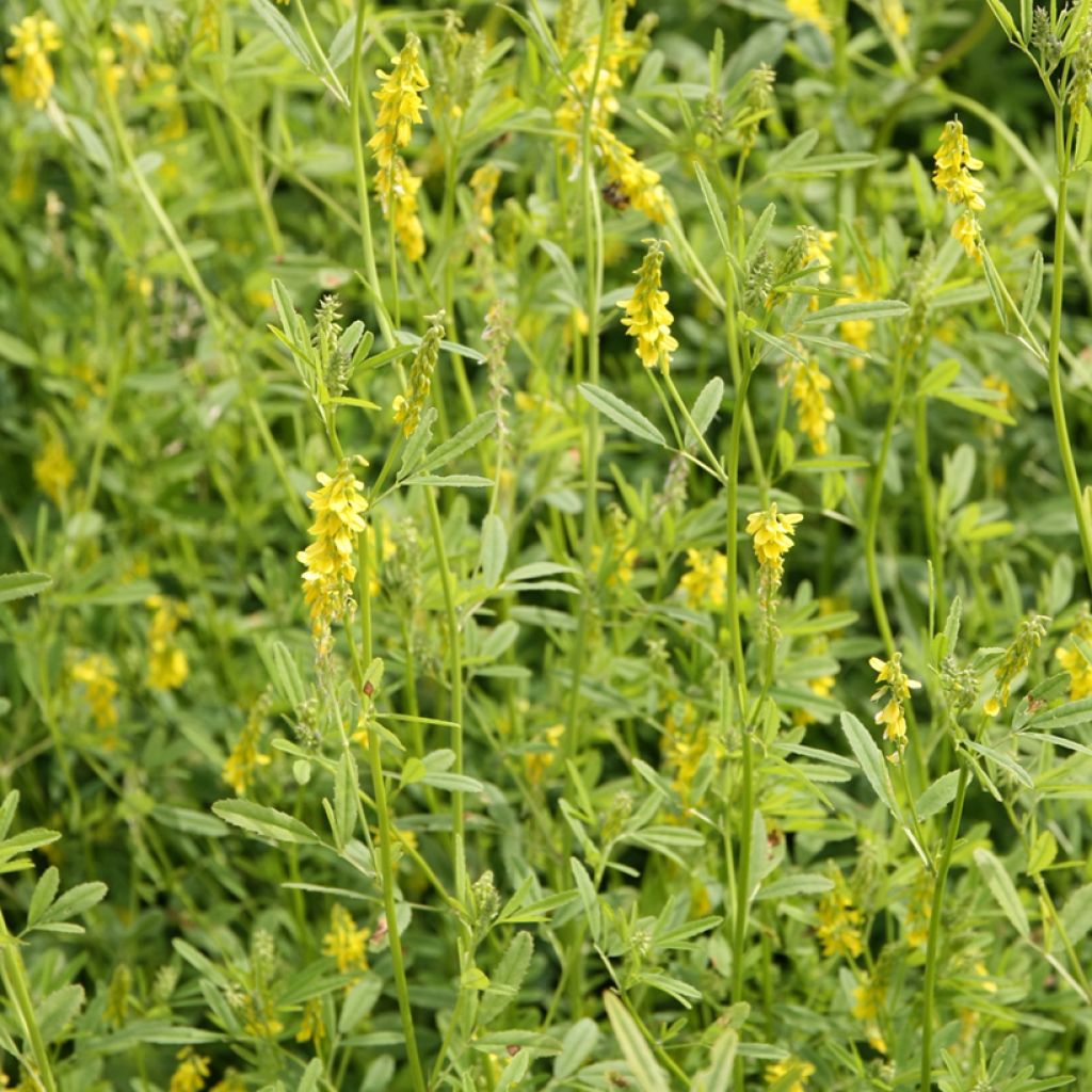 Melilotus officinalis - Meliloto comune