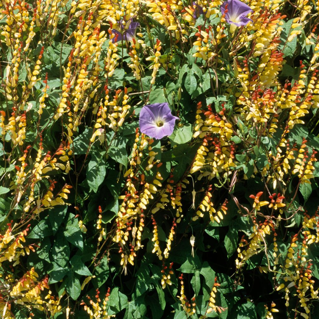 Mina lobata