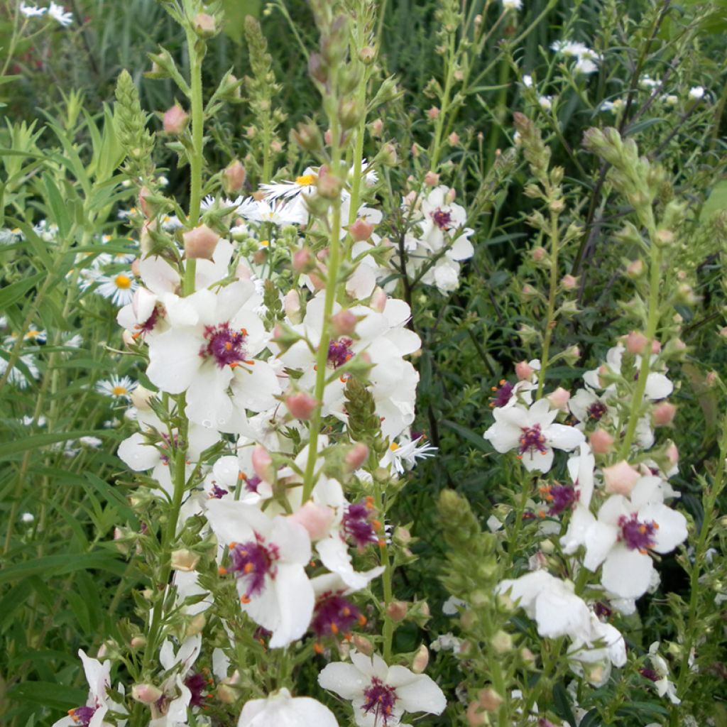 Verbasco polline - Verbascum blattaria f. albiflora (semi)