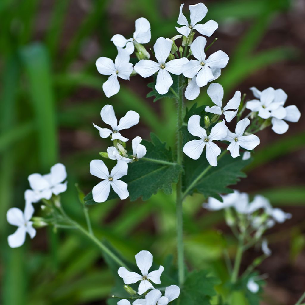 Lunaria annua Alba (semi) - Moneta del Papa bianca