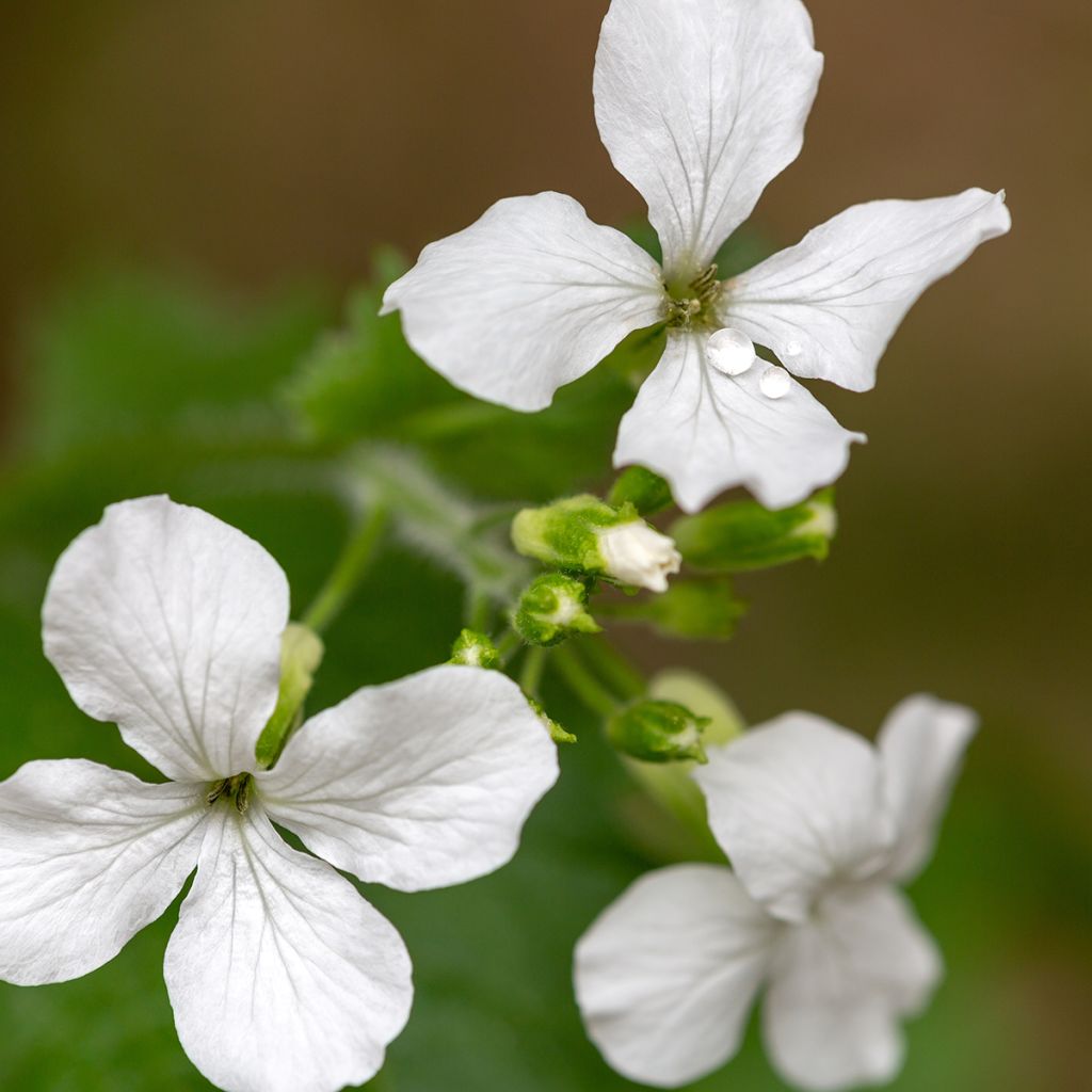 Lunaria annua Alba (semi) - Moneta del Papa bianca