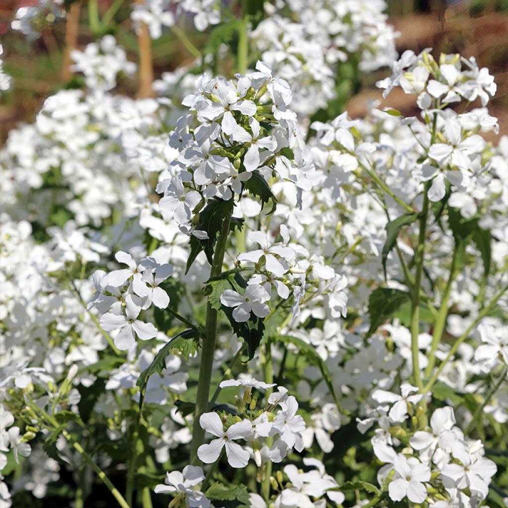 Lunaria annua Alba (semi) - Moneta del Papa bianca