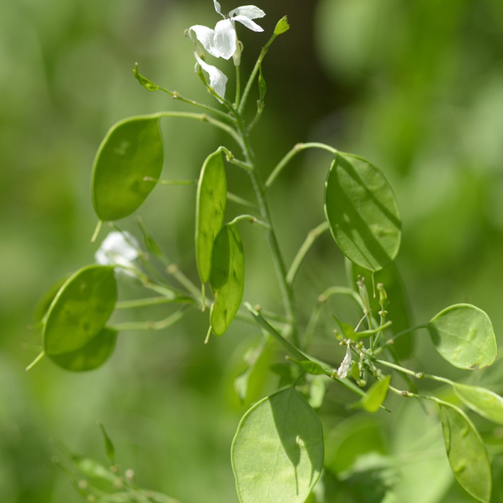 Lunaria annua (semi) - Moneta del Papa