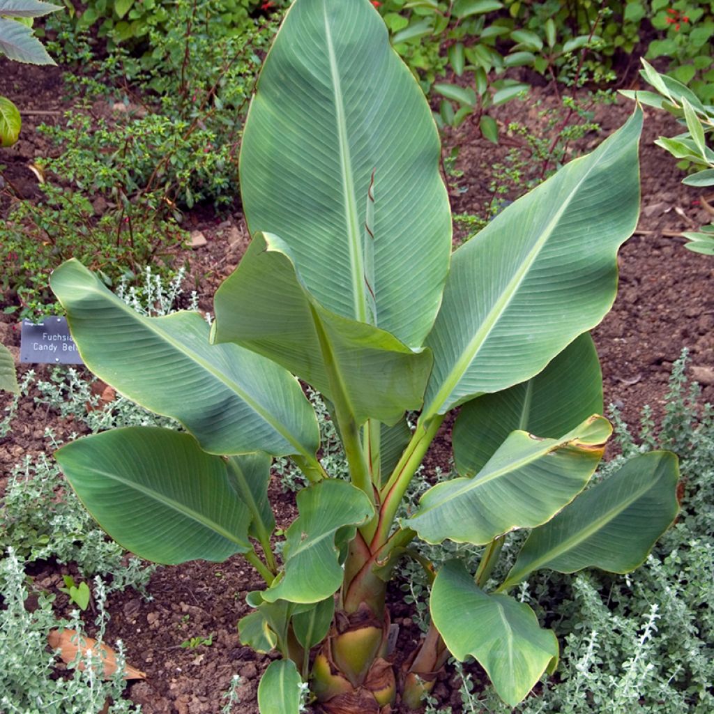 Musella lasiocarpa (semi) - Banano a fiore giallo