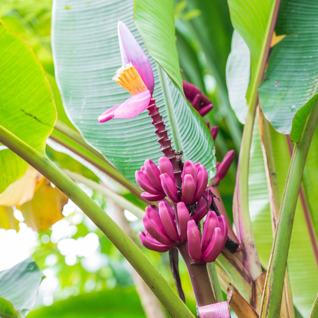 Musa velutina (semi) - Banano rosa