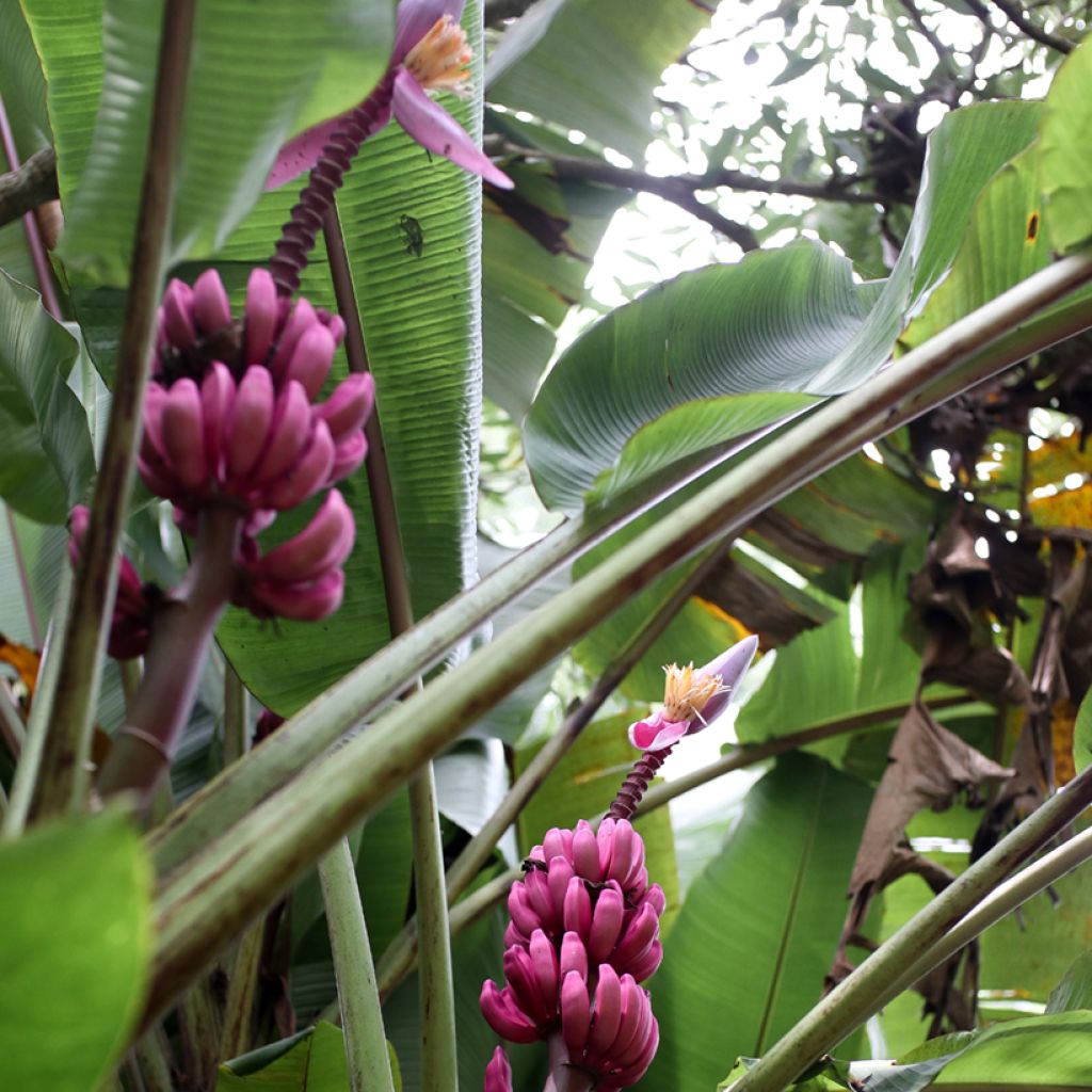 Musa velutina (semi) - Banano rosa