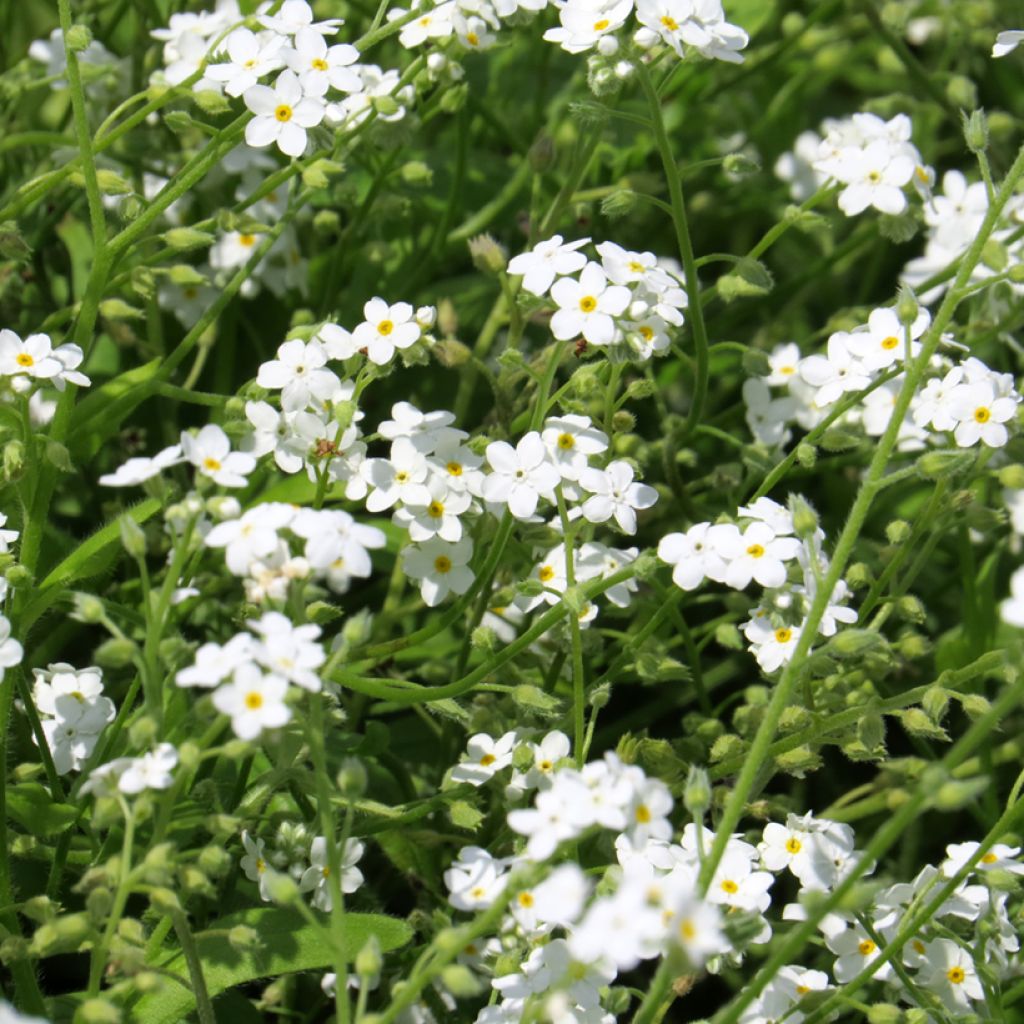 Myosotis alpestris Bianco