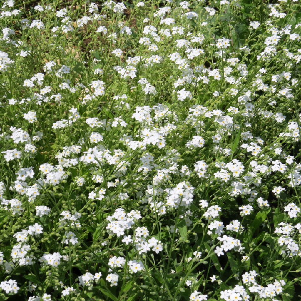 Myosotis alpestris Bianco