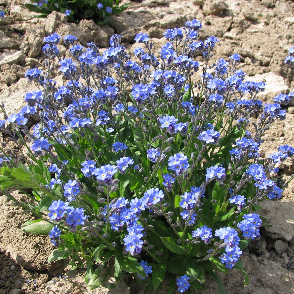 Myosotis sylvatica Ultramarine