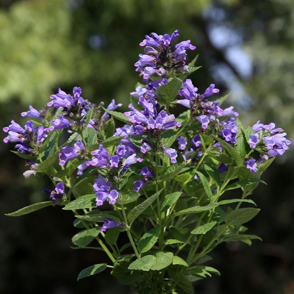 Nepeta subsessilis Dark Blue Panther