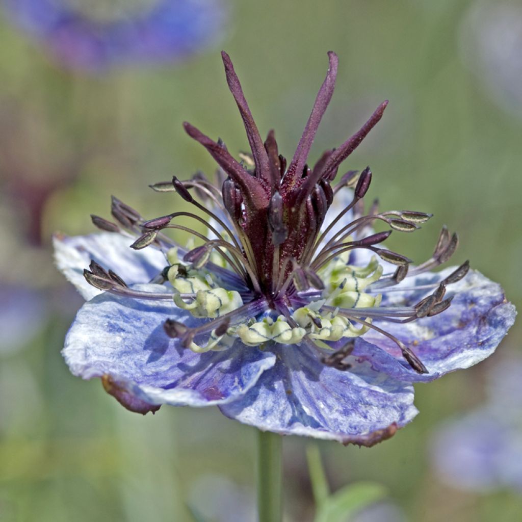 Nigella papillosa Delft Blue