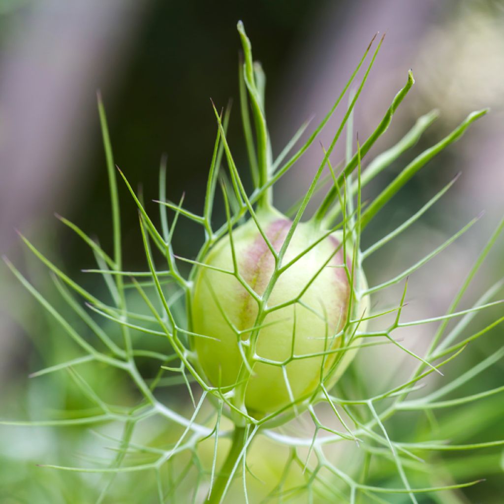 Damigella scapigliata Green Pod BIO