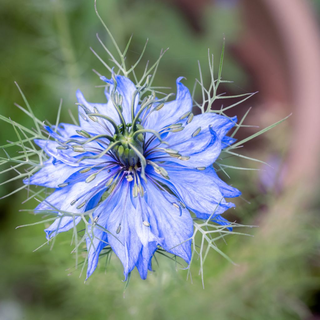 Damigella scapigliata Miss Jekyll Blue