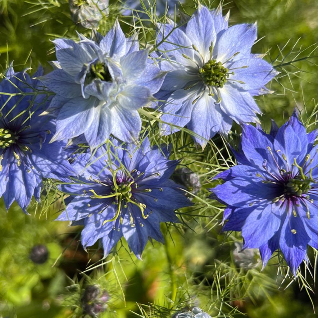 Damigella scapigliata Moody Blues