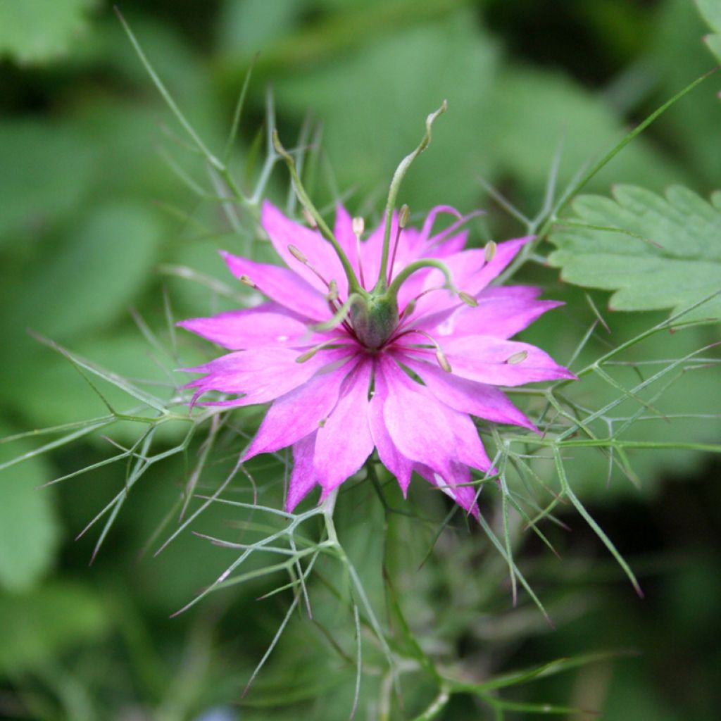 Damigella scapigliata Persian Rose