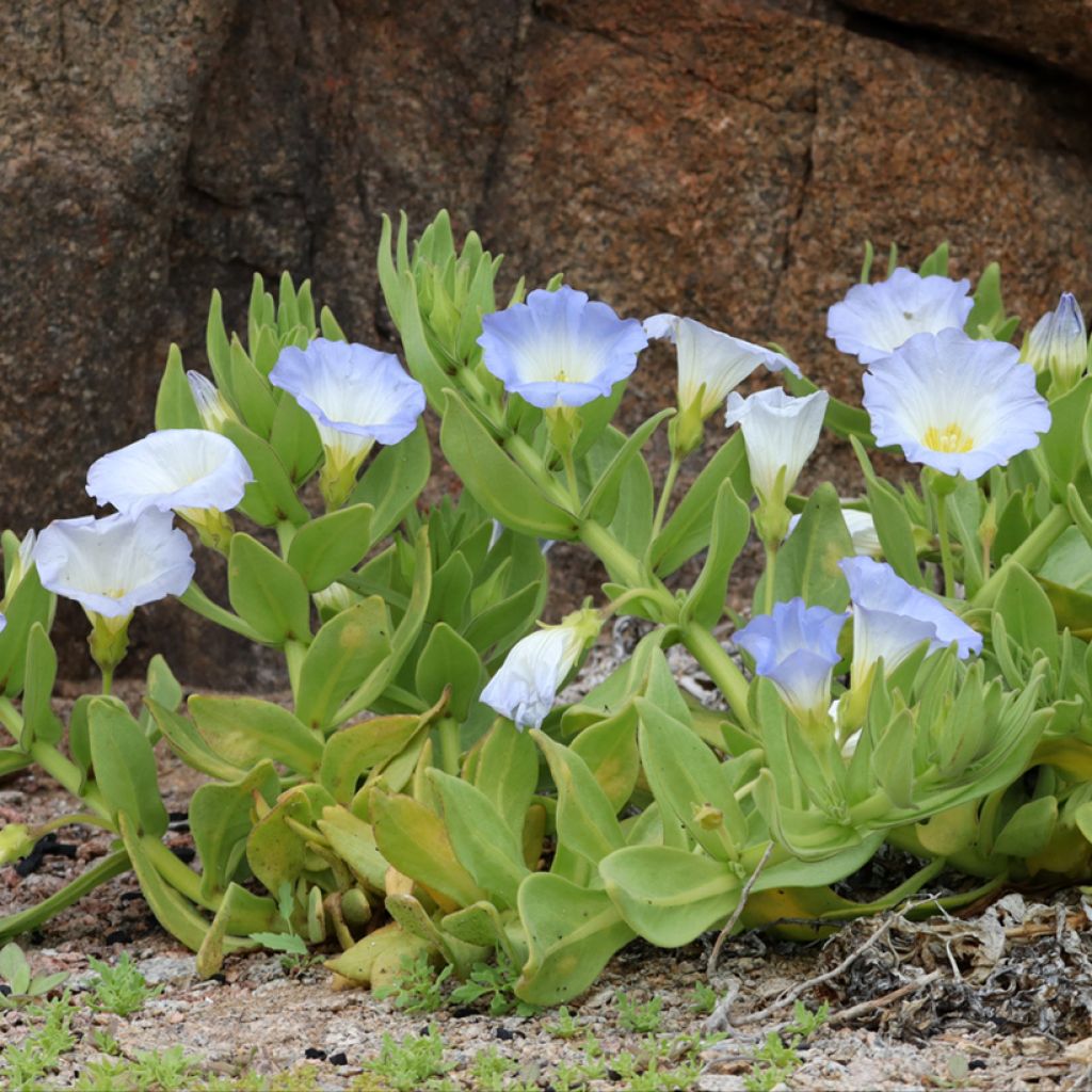 Nolana paradoxa subsp. atriplicifolia