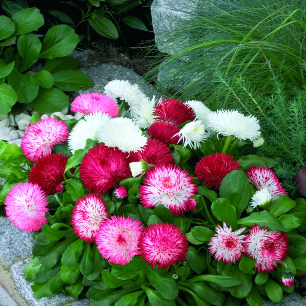 Bellis perennis Habanera Mix (semi)- Pratolina comune