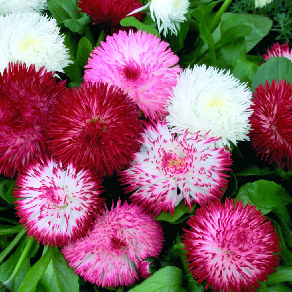 Bellis perennis Habanera Mix (semi)- Pratolina comune