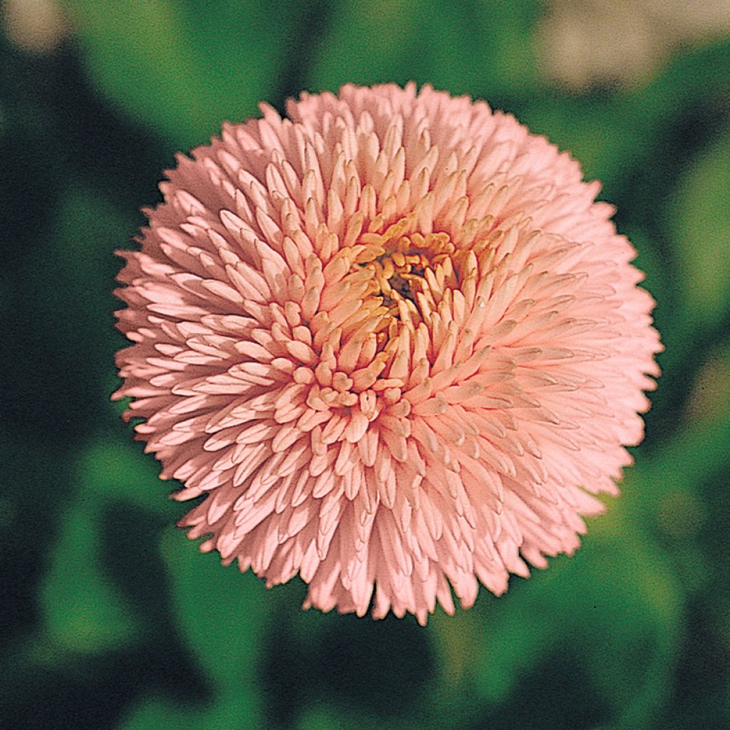 Bellis perennis Robella (semi)- Pratolina comune