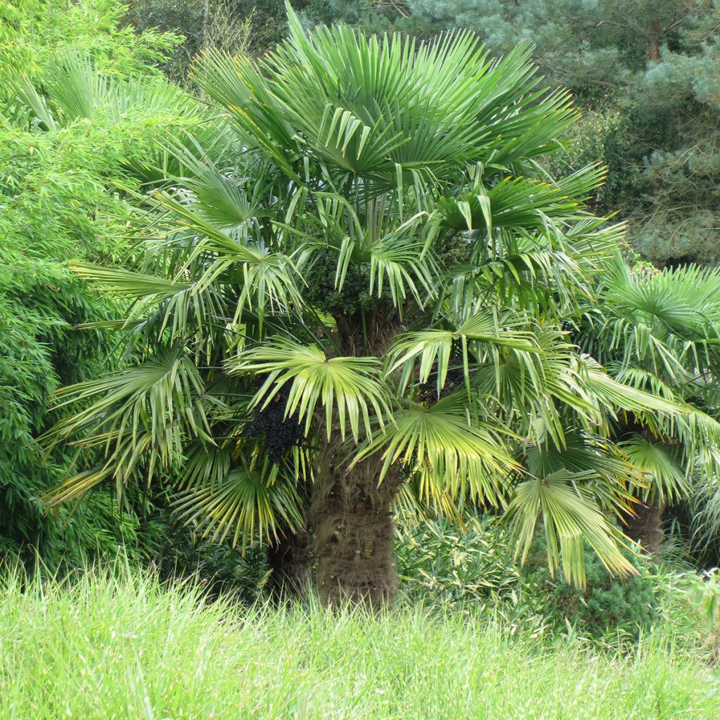 Trachycarpus fortunei (semi) - Palma di Fortune