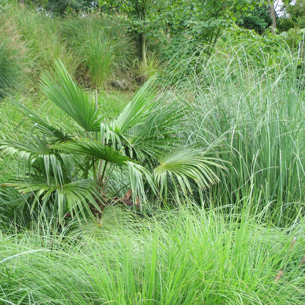 Trachycarpus fortunei (semi) - Palma di Fortune