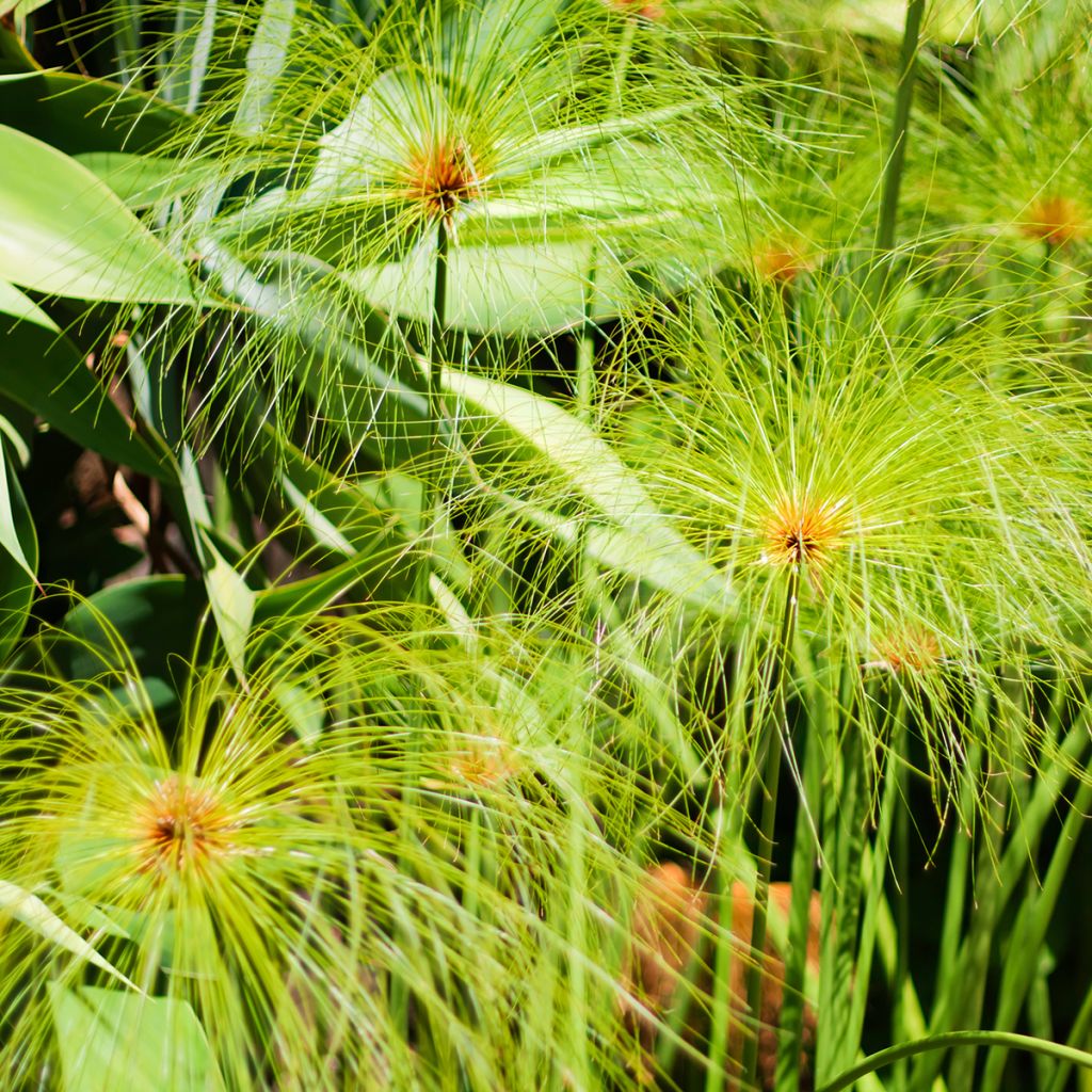 Cyperus papyrus (semi) - Papiro