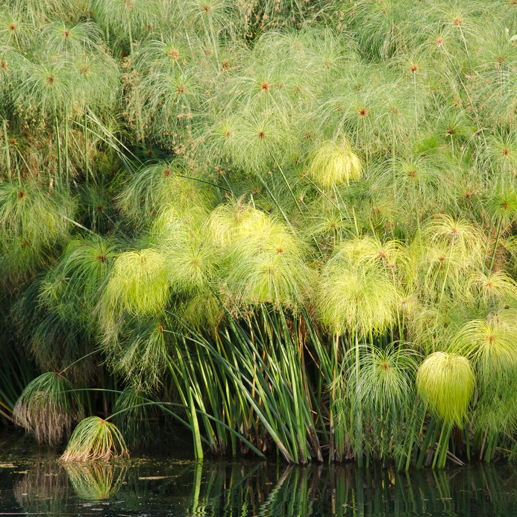 Cyperus papyrus (semi) - Papiro