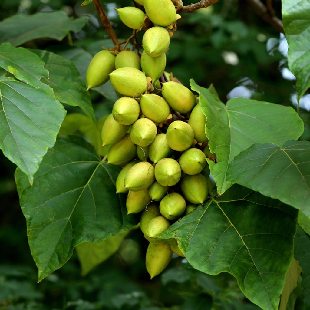 Paulownia tomentosa (semi)