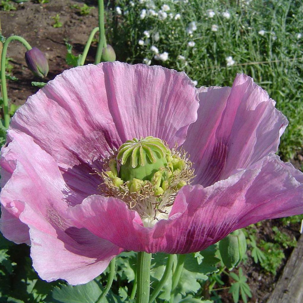 Graines de Pavot - Papaver somniferum nigrum