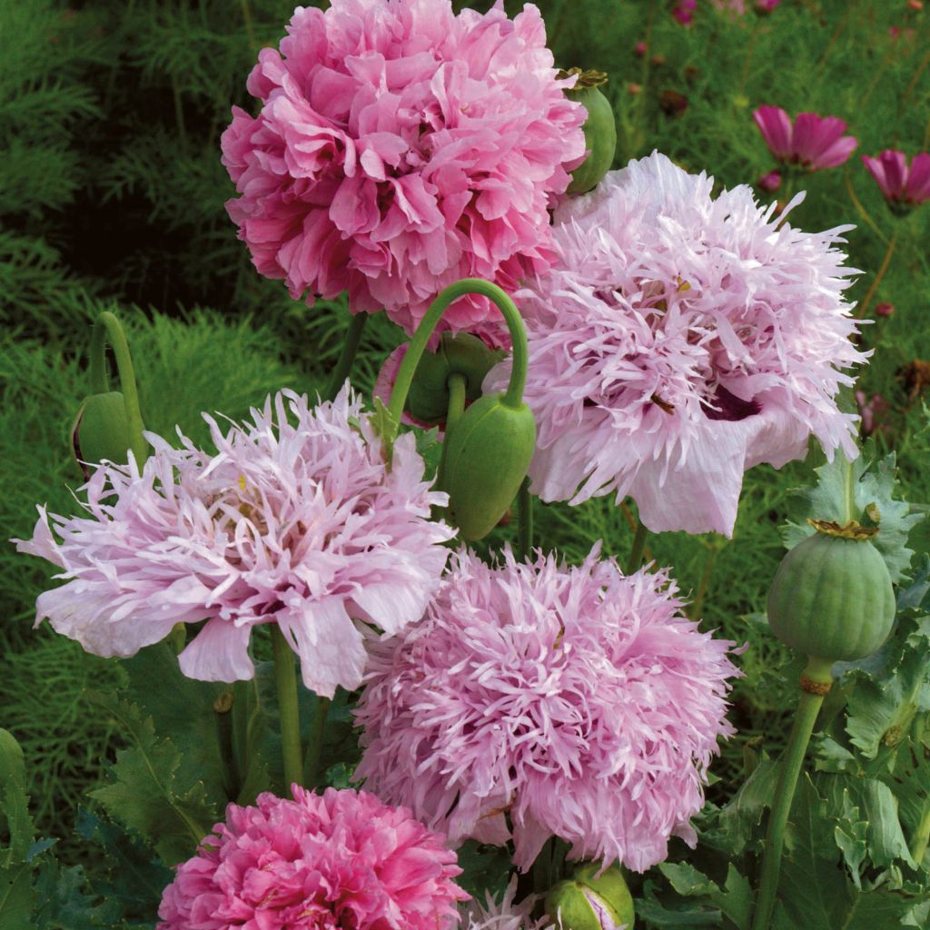 Graines de Pavot Tallulah Belle Blush - Papaver somniferum